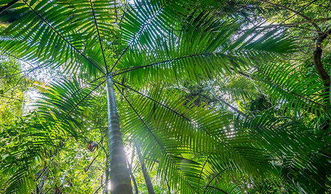 Palm Grove Nature Reserve - Lismore Accommodation 3