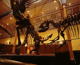 Australian Museum - Lismore Accommodation 1