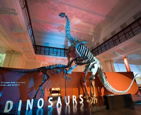 Australian Museum - Lismore Accommodation 0