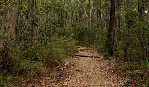Pigeon House Mountain Didthul Walking Track - Lismore Accommodation 0