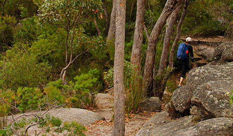 Pigeon House Mountain Didthul Walking Track - Lismore Accommodation 3