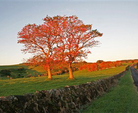 Saddleback Mountain Lookout - Lismore Accommodation 2