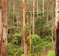 Cycle Mogo State Forest - Lismore Accommodation