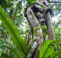 Tamborine Rainforest Skywalk - Lismore Accommodation