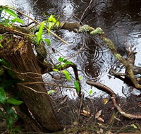 Mogo Bushwalk - Lismore Accommodation