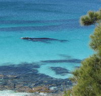 Jervis Bay Marine Park - Lismore Accommodation