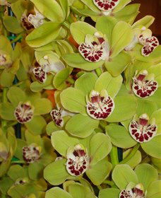 Tinonee Orchid Nursery - Lismore Accommodation 1