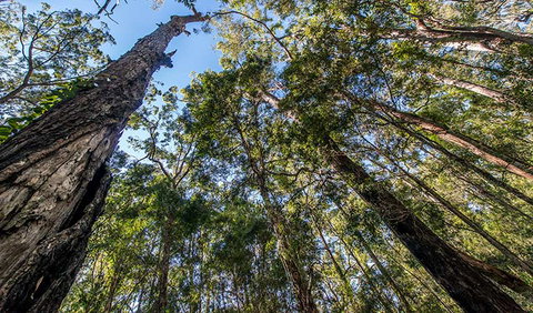 Brimbin Nature Reserve - Lismore Accommodation 3