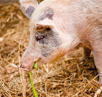 Djanbung Permaculture Gardens - Lismore Accommodation