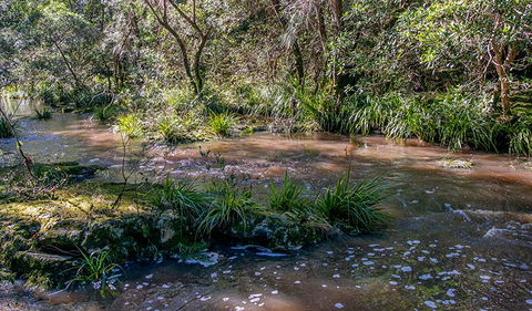 Ms Kellys Walking Track - Lismore Accommodation 3