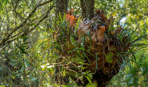Brimbin Picnic Area - Lismore Accommodation 3