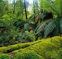 Errinundra National Park - Lismore Accommodation