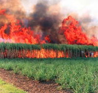 Reeves Family Sugar Cane Farm - Lismore Accommodation