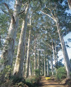 The Great Forest Trees Drive - Lismore Accommodation 0