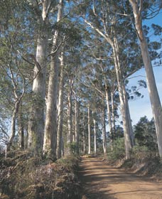 The Great Forest Trees Drive - Lismore Accommodation 1