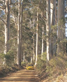The Great Forest Trees Drive - Lismore Accommodation 2