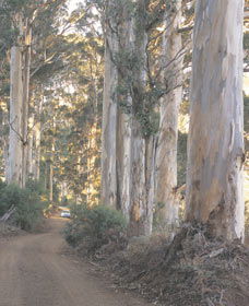 The Great Forest Trees Drive - Lismore Accommodation 3