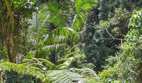 Goorgana Walking Track - Lismore Accommodation 1