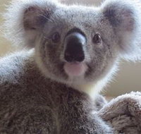 Koala Care Centre in Lismore - Lismore Accommodation