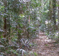 Big Scrub loop walking track - Lismore Accommodation