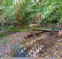 Ulidarra National Park - Lismore Accommodation