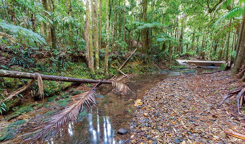 Ulidarra National Park - Lismore Accommodation 0