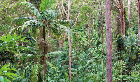Ulidarra National Park - Lismore Accommodation 3