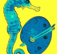 Woolgoolga Art Gallery - Lismore Accommodation