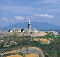 Montague Island Nature Reserve - Lismore Accommodation
