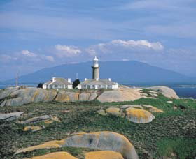 Montague Island Nature Reserve - Lismore Accommodation 0