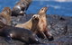 Montague Island Nature Reserve - thumb 2