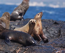 Montague Island Nature Reserve - Lismore Accommodation 2