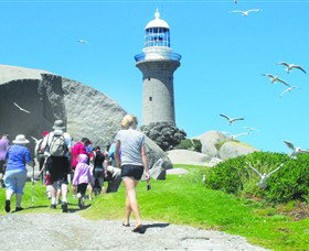 Montague Island Nature Reserve - Lismore Accommodation 3
