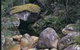 Mumbulla Creek Falls And Picnic Area - thumb 1