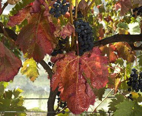 Mimosa Wines - Lismore Accommodation 1