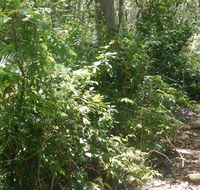 Bridle trail - Lismore Accommodation