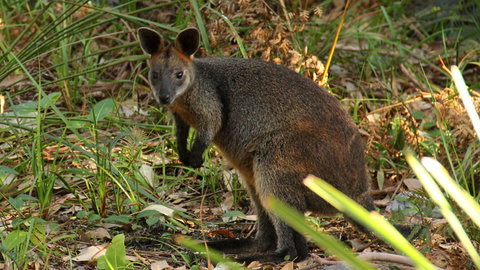 Mimosa Rocks National Park - Lismore Accommodation 1