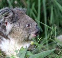 Koala Hospital - Lismore Accommodation