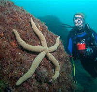 Cook Island Dive Site - Lismore Accommodation