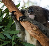 Macquarie Nature Reserve - Lismore Accommodation