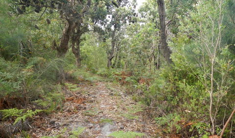 Kinchela Trig Lookout Walk - Lismore Accommodation 0