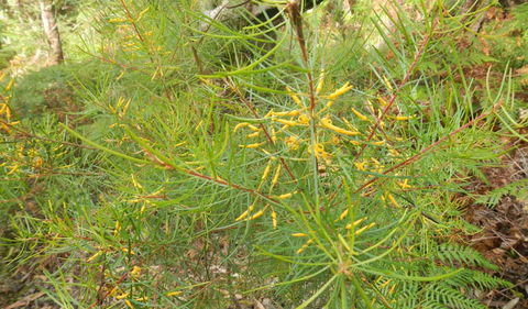 Kinchela Trig Lookout Walk - Lismore Accommodation 1