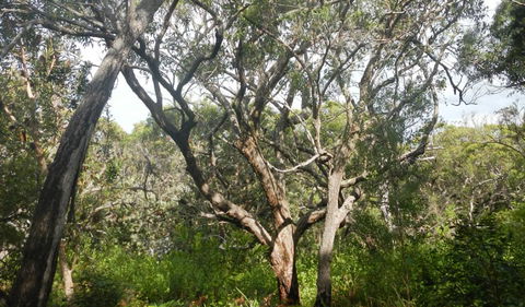 Kinchela Trig Lookout Walk - Lismore Accommodation 2