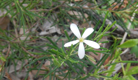 Kinchela Trig Lookout Walk - Lismore Accommodation 3