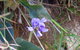 Broken Head Nature Reserve - thumb 1