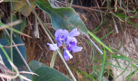 Broken Head Nature Reserve - Lismore Accommodation 1