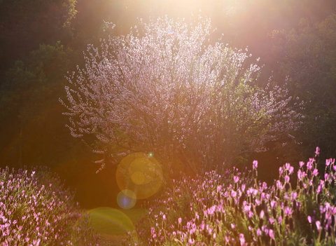 Jasmin Organics Skincare Farm And Factory - Lismore Accommodation 1