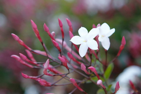 Jasmin Organics Skincare Farm And Factory - Lismore Accommodation 3