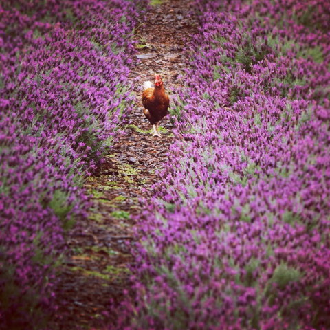 Jasmin Organics Skincare Farm And Factory - Lismore Accommodation 10