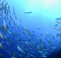 Cape Byron Marine Park - Lismore Accommodation